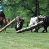Oxen dragging logs for construction or firewood